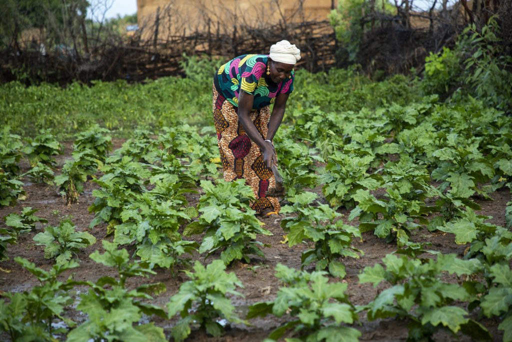 A women wearing a colourful top and skirt crouching in a field of crops