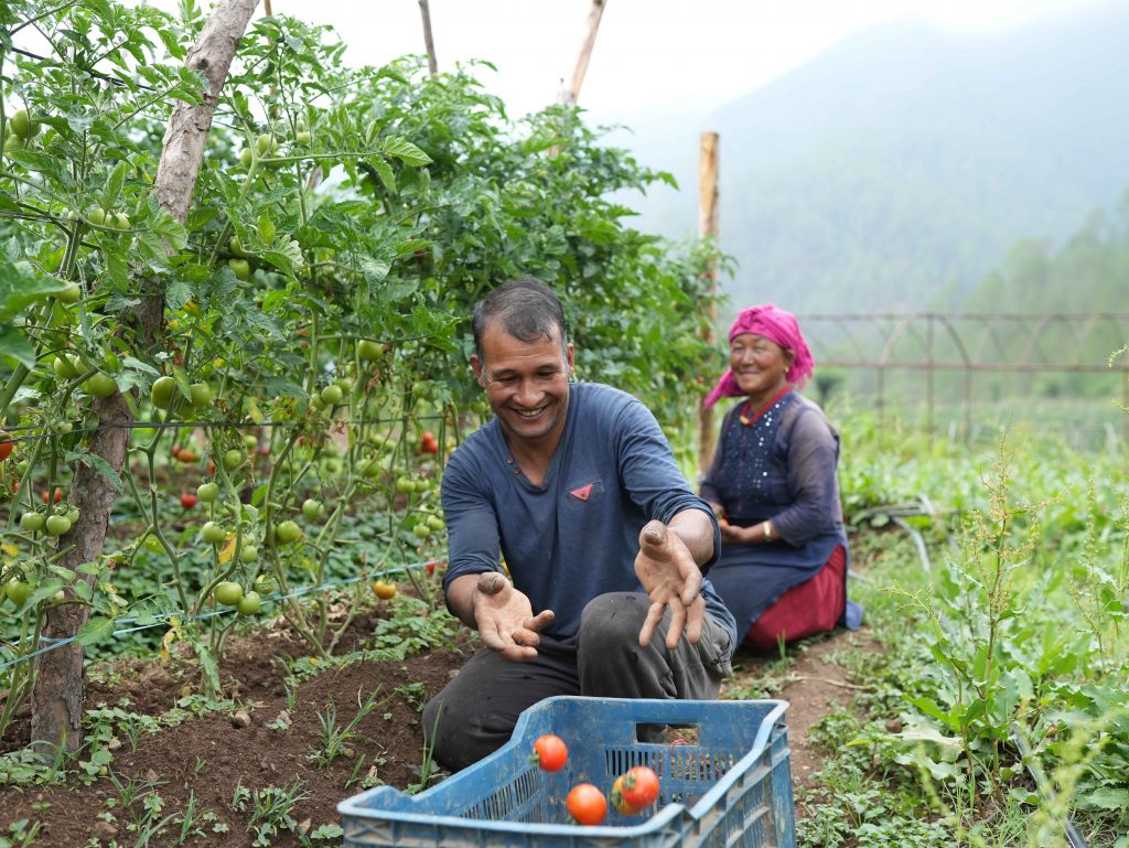 A woman and man picking tomatoes off a tomato plant 